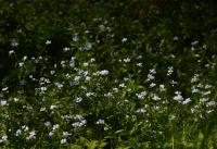 Pomněnka bahenní (Myosotis palustris)
