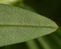 Pomněnka bahenní (Myosotis palustris)