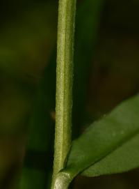 Pomněnka bahenní (Myosotis palustris)