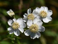 Řebříček bertrám (Achillea ptarmica)