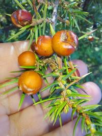 Jalovec (Juniperus deltoides)