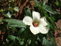 Ibišek trojdílný (Hibiscus trionum)