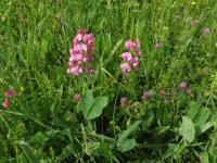 Hrachor širolistý (Lathyrus latifolius)
