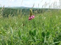 Hrachor širolistý (Lathyrus latifolius)