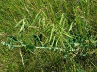 Hrachor širolistý (Lathyrus latifolius)