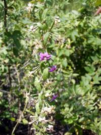 Kustovnice cizí (Lycium barbarum)