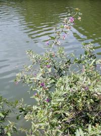 Kustovnice cizí (Lycium barbarum)
