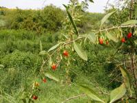 Kustovnice cizí (Lycium barbarum)