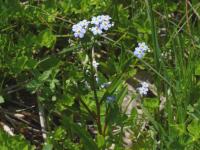 Pomněnka bahenní volnokvětá (Myosotis palustris subsp laxiflora)