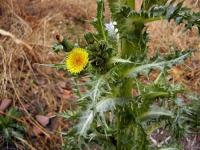 Mléč drsný (Sonchus asper)