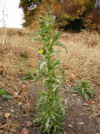 Mléč drsný (Sonchus asper)