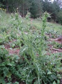 Mléč drsný (Sonchus asper)