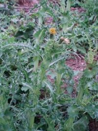Mléč drsný (Sonchus asper)