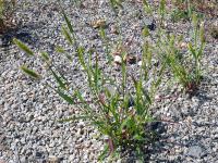 Bér zelený (Setaria viridis)