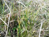 Ostřice bílá (Carex alba)