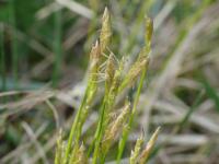 Ostřice bílá (Carex alba)