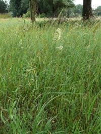 Srha laločnatá (Dactylis glomerata)