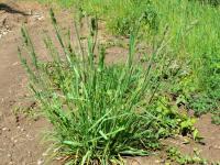 Srha laločnatá (Dactylis glomerata)