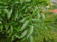 Jasan ztepilý (Fraxinus excelsior) Jasan ztepilý (Fraxinus excelsior)