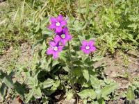 Zvoněnka Venušina (Legousia speculum-veneris)