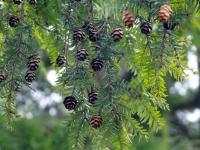 Tsuga kanadská (Tsuga canadensis)