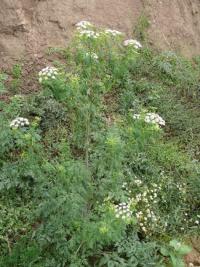 Bolehlav plamatý (Conium maculatum)