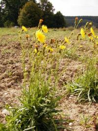Mléč rolní (Sonchus arvensis)