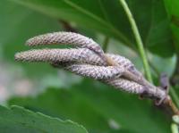Líska turecká (Corylus colurna)