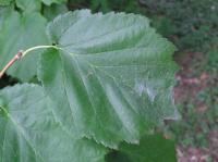 Líska turecká (Corylus colurna)