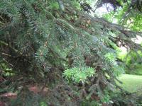 Jedle řecká (Abies cephalonica)