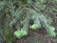 Jedle řecká (Abies cephalonica)