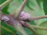 Ořešák černý (Juglans nigra)