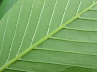 Jírovec žlutý (Aesculus flava)