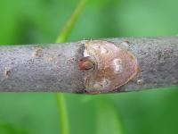 Jírovec žlutý (Aesculus flava)