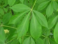 Jírovec žlutý (Aesculus flava)