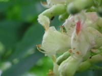 Jírovec žlutý (Aesculus flava)