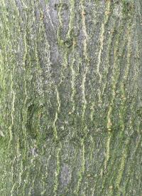 Jírovec žlutý (Aesculus flava)