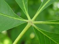 Jírovec žlutý (Aesculus flava)