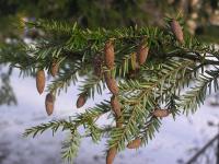 Tsuga kanadská (Tsuga canadensis)