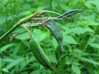 Kosatec žlutý (Iris pseudacorus)