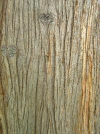 Zerav obrovský (Thuja plicata)