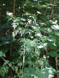 Tetlucha kozí pysk vznešená (Aethusa cynapium subsp elata)