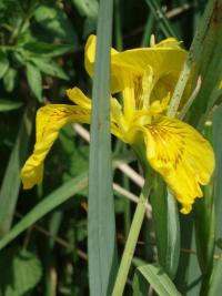 Kosatec žlutý (Iris pseudacorus)