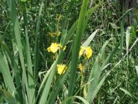 Kosatec žlutý (Iris pseudacorus)