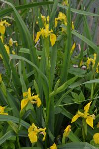 Kosatec žlutý (Iris pseudacorus)
