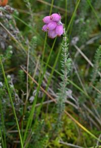 Vřesovec čtyřřadý (Erica tetralix) Vřesovec čtyřřadý (Erica tetralix)