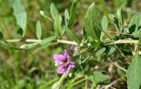 Kustovnice cizí (Lycium barbarum)