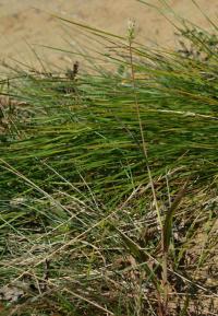 Bér zelený (Setaria viridis)