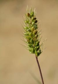 Bér zelený (Setaria viridis)