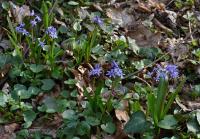 Ladoňka karpatská (Scilla kladnii)